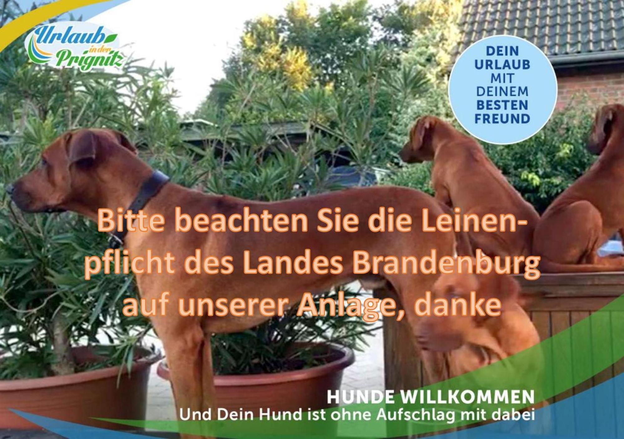 Familien-Suite-Im-Wald-Am-See Bork Exteriör bild
